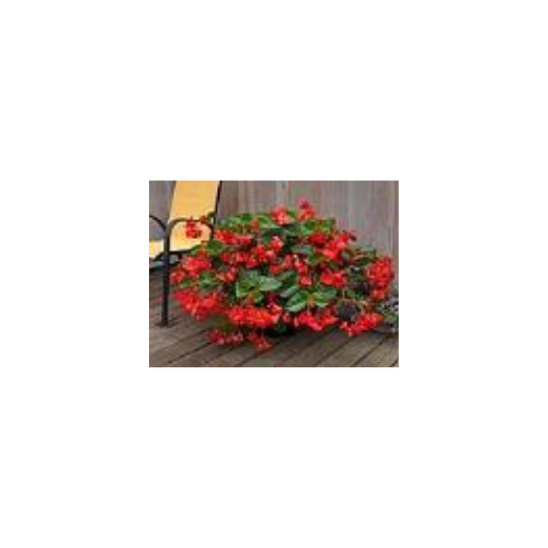 Begonia, Whopper Red with Green Leaf