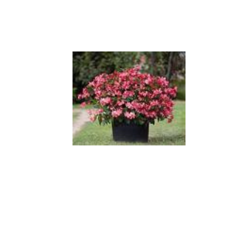 Begonia, Whopper Rose with Green Leaf