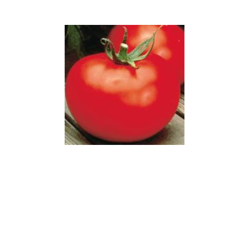 Tomato Plant, Better Boy