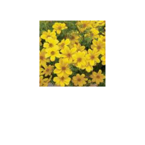 Bidens, Mexican Gold