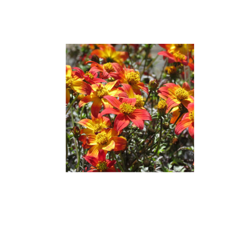 Bidens, Beedance Painted Red