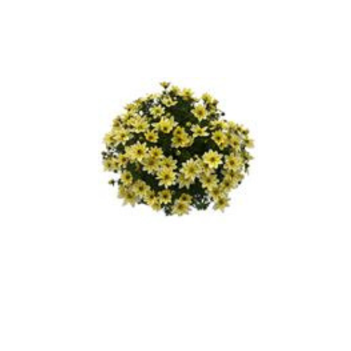 Bidens, Bee Spicy Electric White