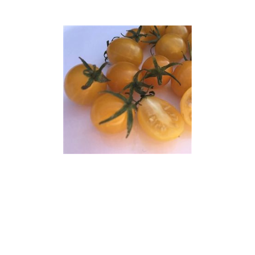 Tomato Plant, Blondkopfchen