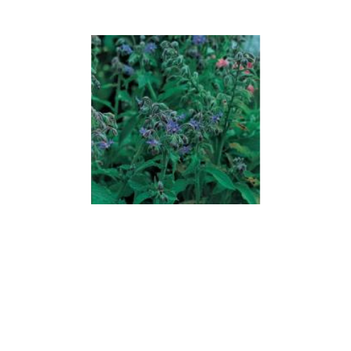 Herb Plant, Borage