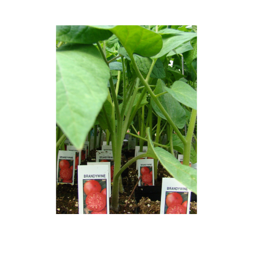 Tomato Plant, Brandywine