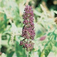 Buddleia, Black Knight