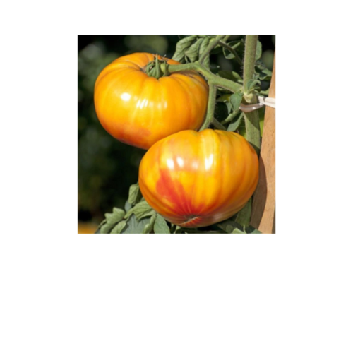 Tomato Plant, Buffalosun