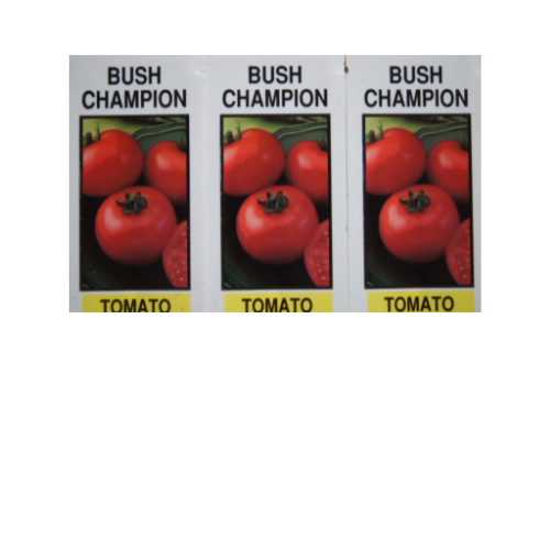 Tomato Plant, Bush Champion II