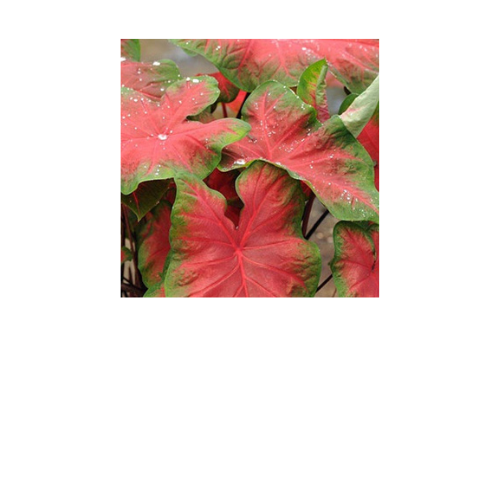 Caladium, Frieda Hemple