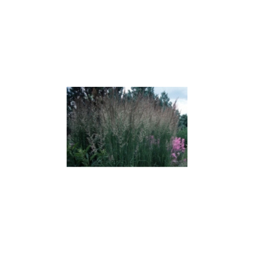 Calamagrostis 'Karl Foerster'