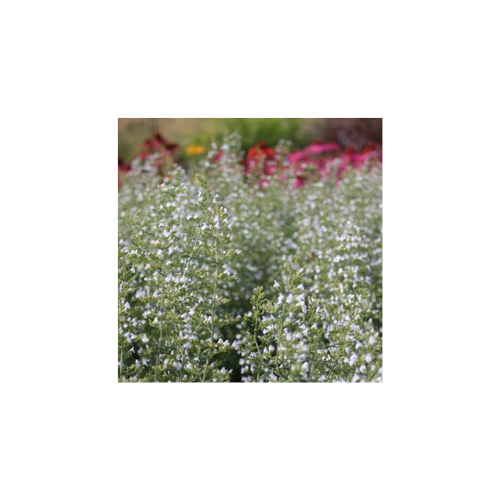 Calamintha n. v. nepeta