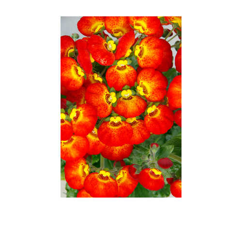 Calceolaria, Red with Yellow Eye