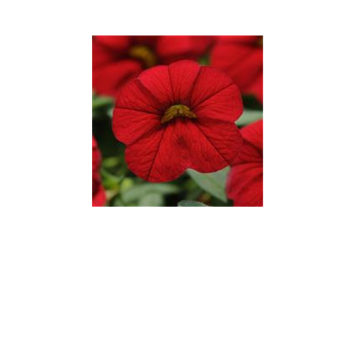 Calibrachoa, Cabaret Bright Red