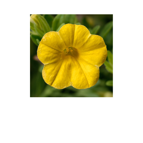 Calibrachoa, Callie Yellow