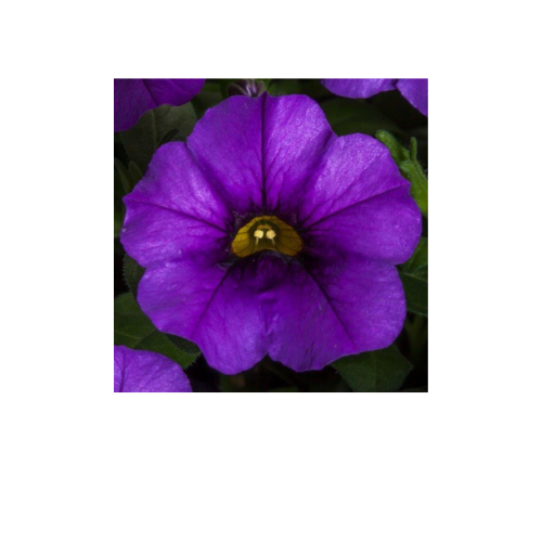 Calibrachoa, Callie Blue