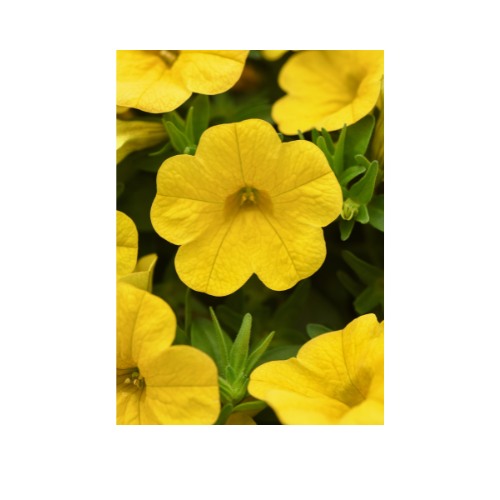 Calibrachoa, Cabaret Yellow