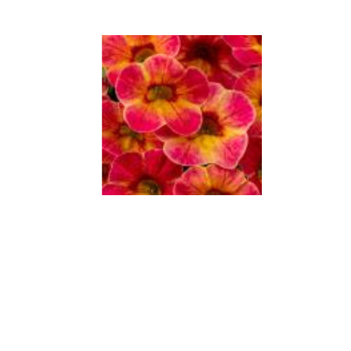 Calibrachoa, Chameleon Sunshine Berry Imp.