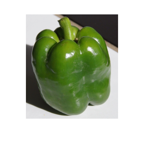 Pepper Plant, California Wonder