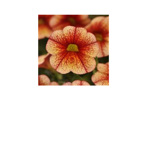 Calibrachoa, Minifamous Uno Orange Red Vein