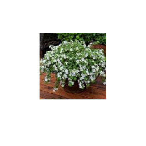 Bacopa, Calypso Jumbo White