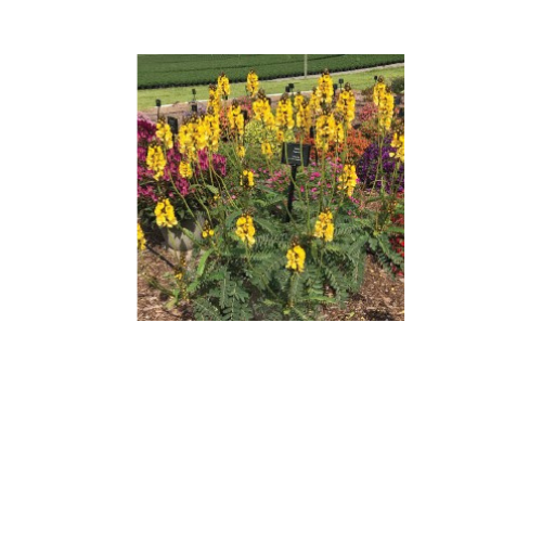 Cassia, Popcorn Plant