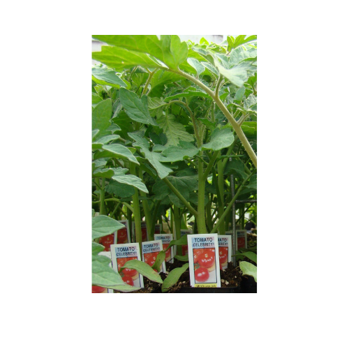 Tomato plant, Celebrity Plus