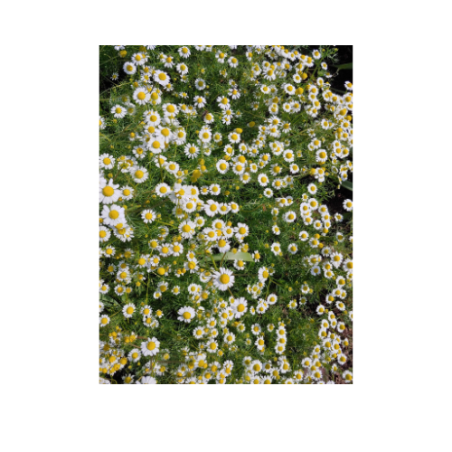 Herb Plant, Chamomile German (Matricaria recutia)