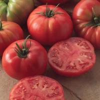 Tomato Plant, Champion II