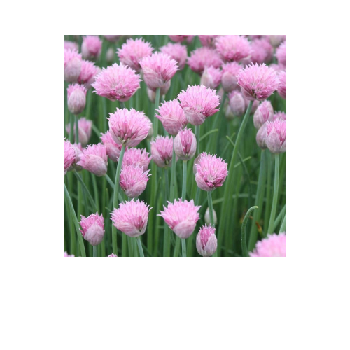 Herb Plant, Chives (Allium schoenoprasum)