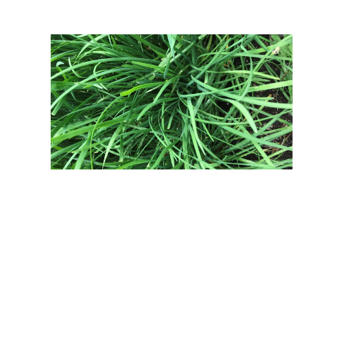 Herb Plant, Chives Garlic