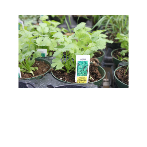 Herb Plant, Cilantro - Coriander Santo (Coriandrum sativum)