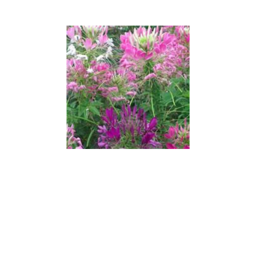 Cleome, Queen Mix