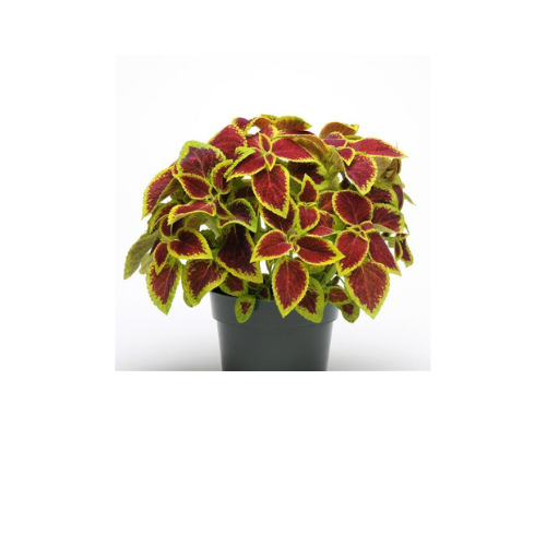 Coleus, Premium Sun Crimson Gold