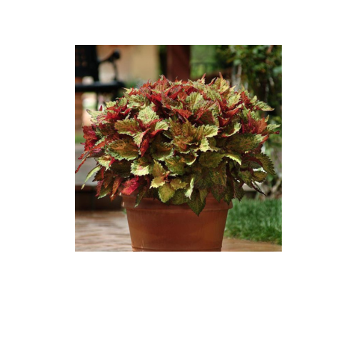 Coleus, Indian Summer
