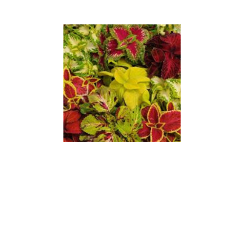 Coleus, Wizard Mix