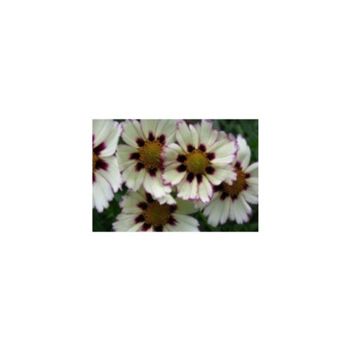 Coreopsis, Big Bang 'Star Cluster'