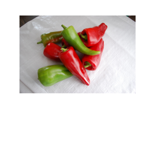 Pepper Plant, Cubanelle