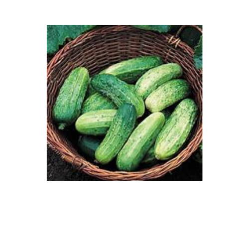 Cucumber, Bush Pickle
