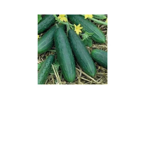 Cucumber, Spacemaster