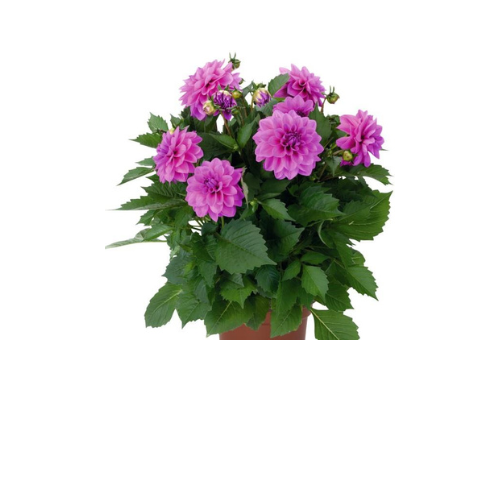 Dahlia, Hypnotica Lavender