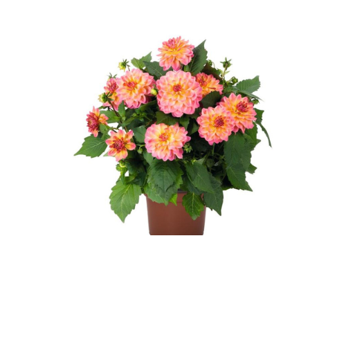 Dahlia, Hypnotica Rose Bicolor