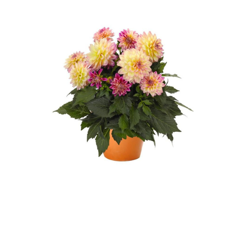 Dahlia, Hypnotica Tropical Breeze