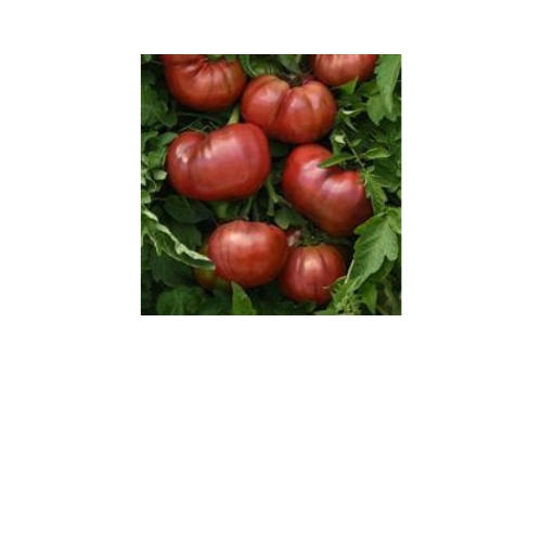 Tomato plant, DarkStar