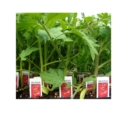 Tomato Plant, Delicious
