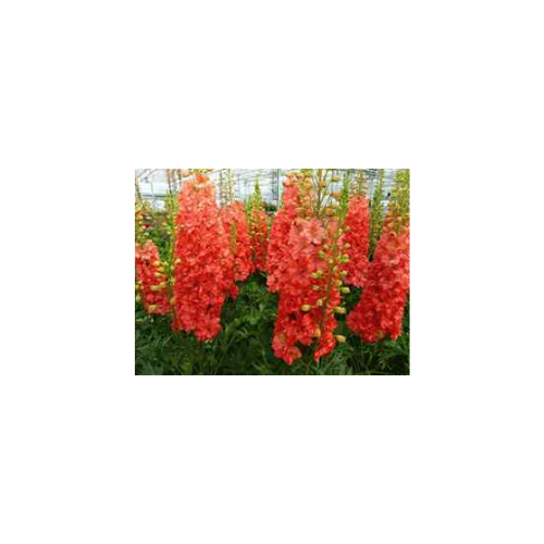 Delphinium elatum 'Red Lark'