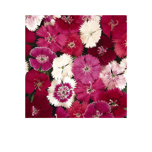 Dianthus, Ideal Select Mix