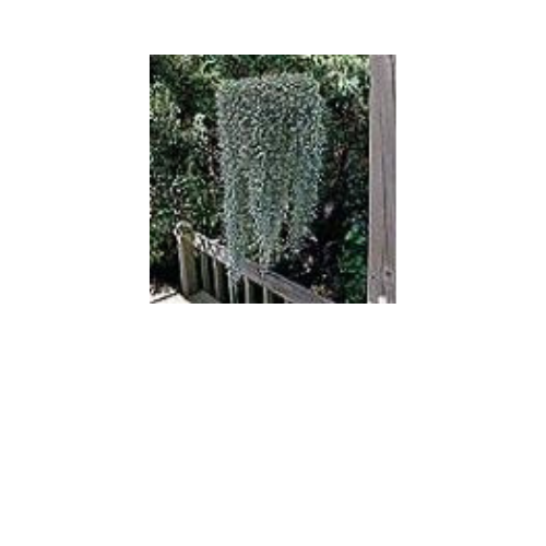 Dichondra, Silver Falls