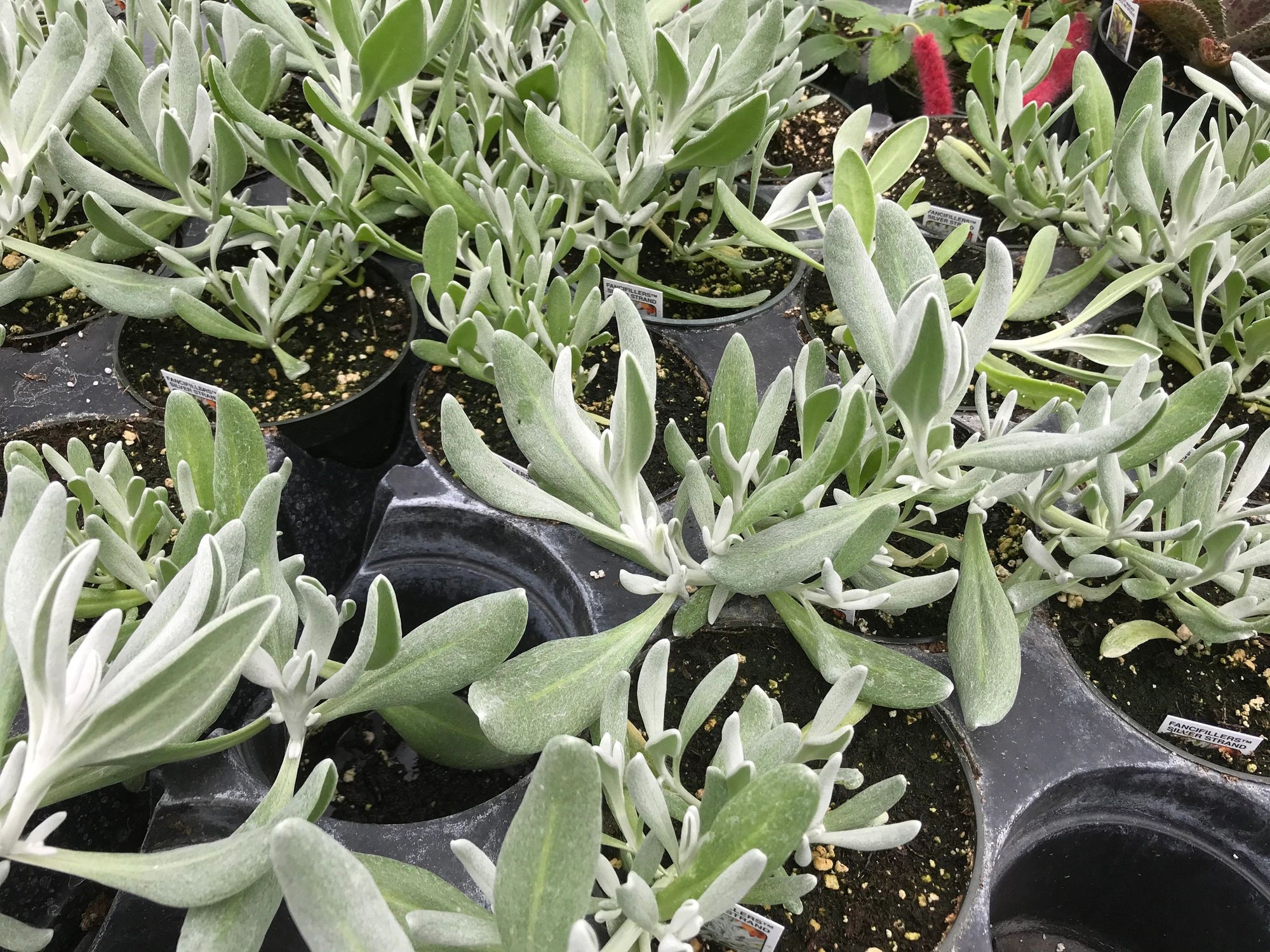 Didelta, Silver Strand