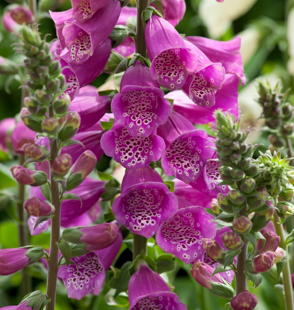 Digitalis Dalmatian Purple