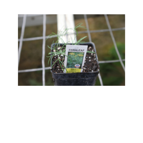 Herb Plant, Dill 'Fernleaf' (Anethum graveolens)